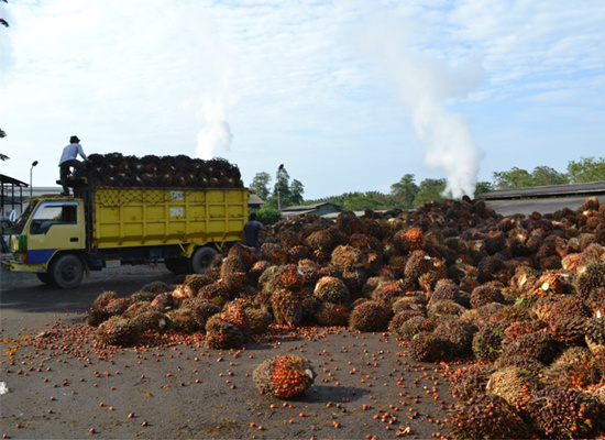 Palm oil manufacturing process machinery running video