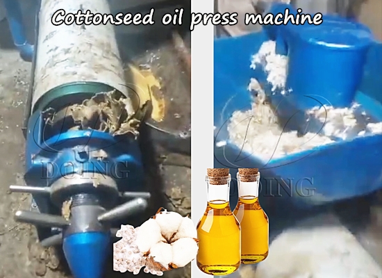 200kg/h cottonseed oil press expeller machine working video