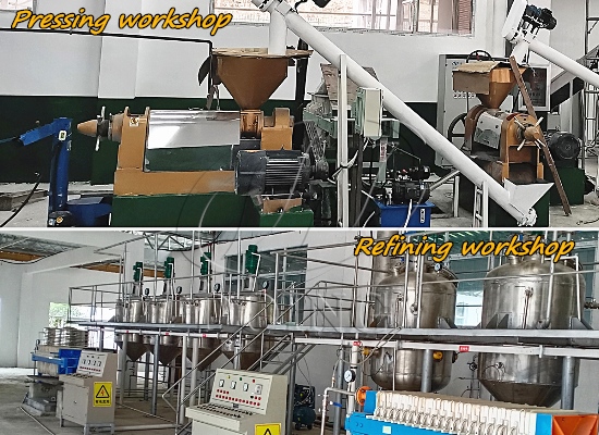 Small scale peanut soybean and sunflower seed oil milling plant operation video