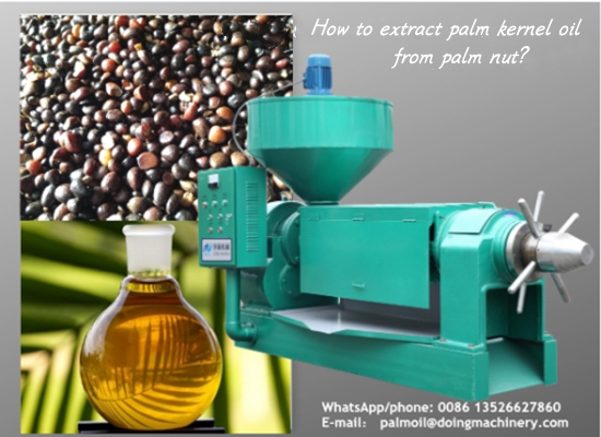 How to extract palm kernel oil from palm nut？
