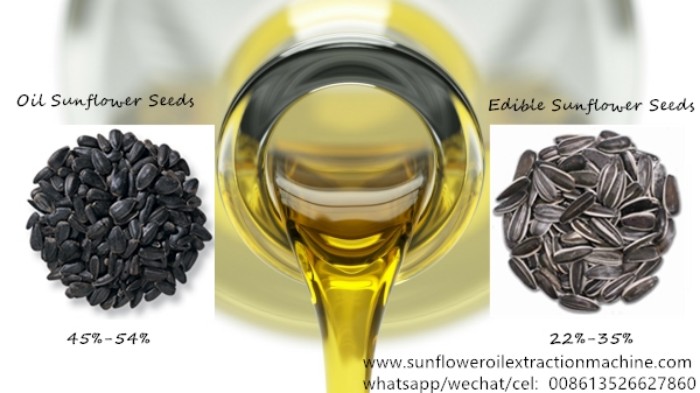 Edible sunflower seeds and oil sunflower seeds.jpg