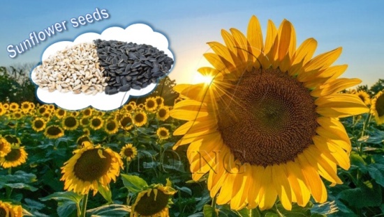 How to process sunflower seeds into sunflower oil?