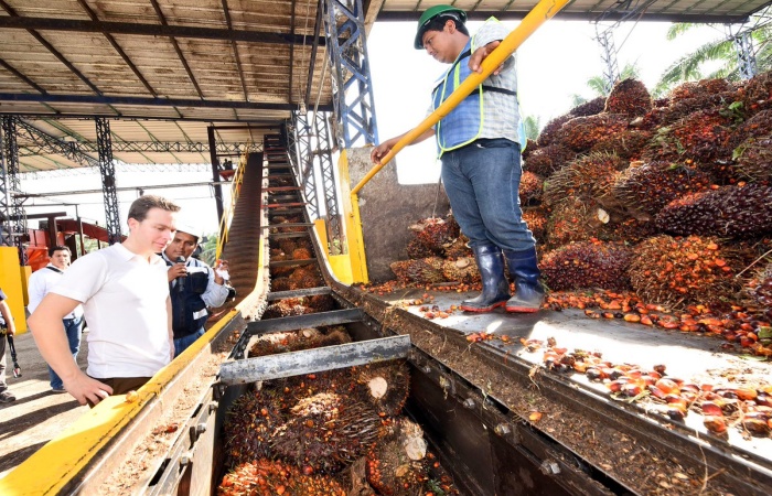 Fresh palm fruit bunches.jpg