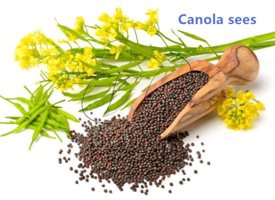 Which canola oil making machines should I use to invest in canola oil production?