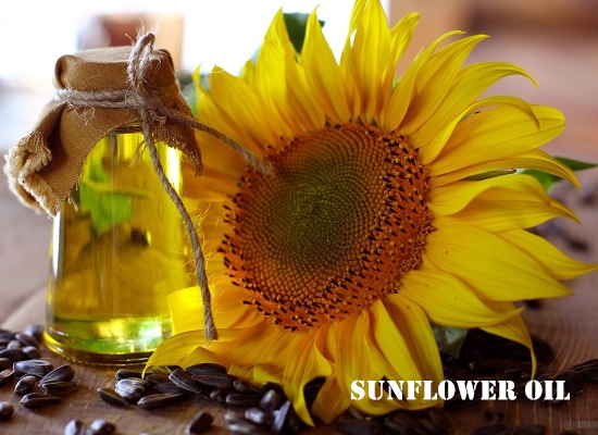 What's the preparatory work for extracting sunflower oil?