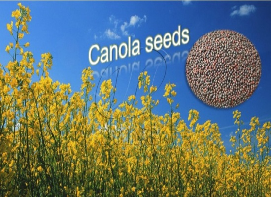 What is the process of making canola oil?
