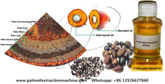 Palm kernel oil (PKO) production.jpg