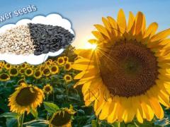 What are the steps of making sunflower oil in edible oil mill plant?