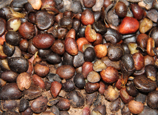 palm kernel