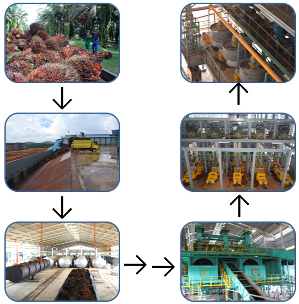 palm oil production machine