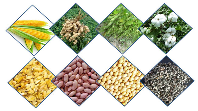 oilseeds