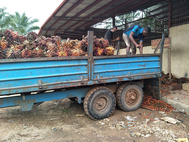 palm fruit bunches