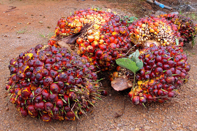 palm fruit reception station 