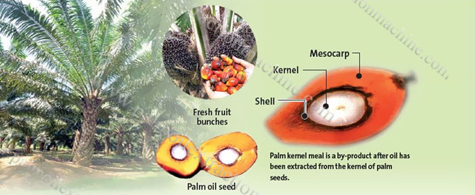 palm kernel oil business overview 