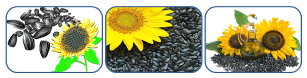 sunflower oil 