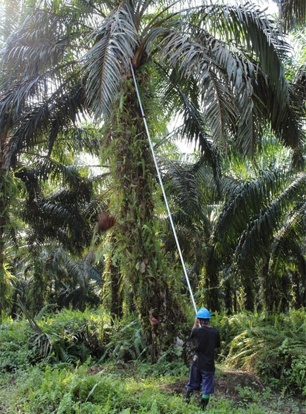 palm fruit harvester 