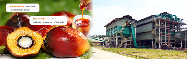 palm fruit and palm oil mill plant 