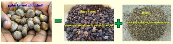 palm nut , palm kernel, palm nut shell