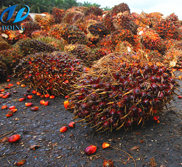 palm oil extraction machine 