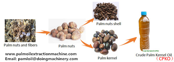 palm kernel oil mill process