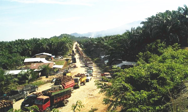 oil palm production in Indonesia