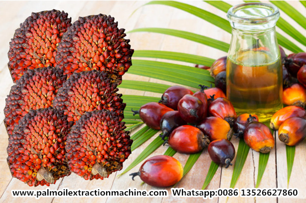 palm oil processing business