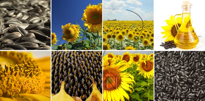 sunflower oil processing business 