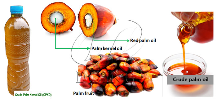 palm oil extraction process