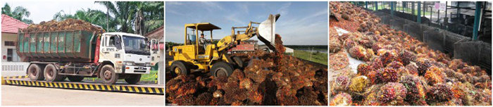 palm oil processing business