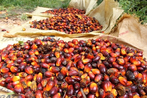 individual palm fruit