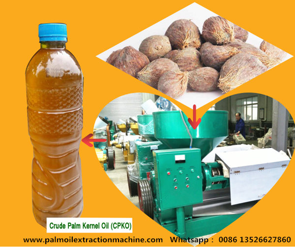 palm kernel oil processing machine 