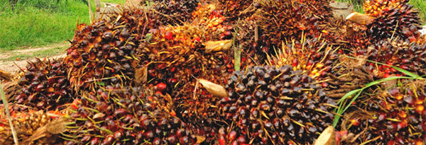 palm oil production in Colombia
