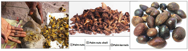 palm kernel cracking process