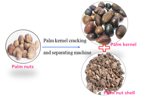 palm kernel oil production process